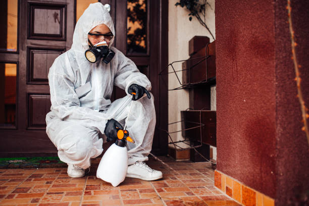Reliable Wasp Removal contractor in Bellair-Meadowbrook Terrace, FL by Show Me Pest Control